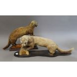 Two taxidermy specimens from the Mustelidae family. The largest 58 cms long.