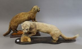Two taxidermy specimens from the Mustelidae family. The largest 58 cms long.