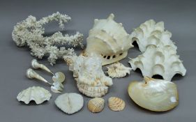 Six large shells, two pieces of coral and two spoons formed from shells.