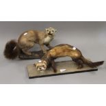 Two taxidermy specimens from the Mustelidae family. The largest 48 cms long.