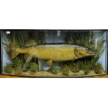 A taxidermy specimen of a preserved Pike Esox lucius by J Cooper & Son in a naturalistic setting in