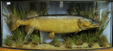 A taxidermy specimen of a preserved Pike Esox lucius by J Cooper & Son in a naturalistic setting in