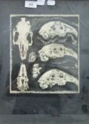 Study of an Animal Skull, signed Killick '69, framed and glazed. 31.5 x 43 cm overall.