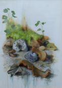 L SEARLE, Naturalistic Still Life, watercolour, framed and glazed. 32 x 44.5 cm.
