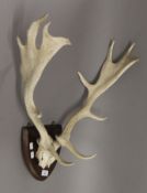 A pair of deer antlers on an oak shield. 58 cm wide.