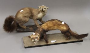 Two taxidermy specimens from the Mustelidae family. The largest 48 cm long.