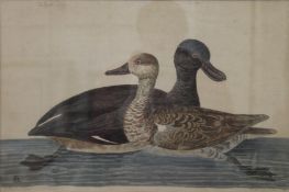 PETER PAILLOU (1720-1790) British, The Brown Duck and The Female Garganey, coloured etching,