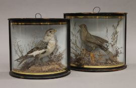 A near pair of Victorian taxidermy birds in a naturalistic setting,