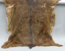 An animal skin. 147 cm long.
