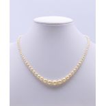 A string of pearls. 37 cm long.