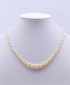 A string of pearls. 37 cm long.