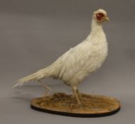 A taxidermy specimen of a white pheasant mounted on a plinth base. 43 cm high.