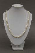 A string of pearls. Approximately 117 cm long.