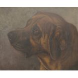 AVENING, Drogoman, head portrait of a blood hound, oil on board, framed. 53 x 43 cm.
