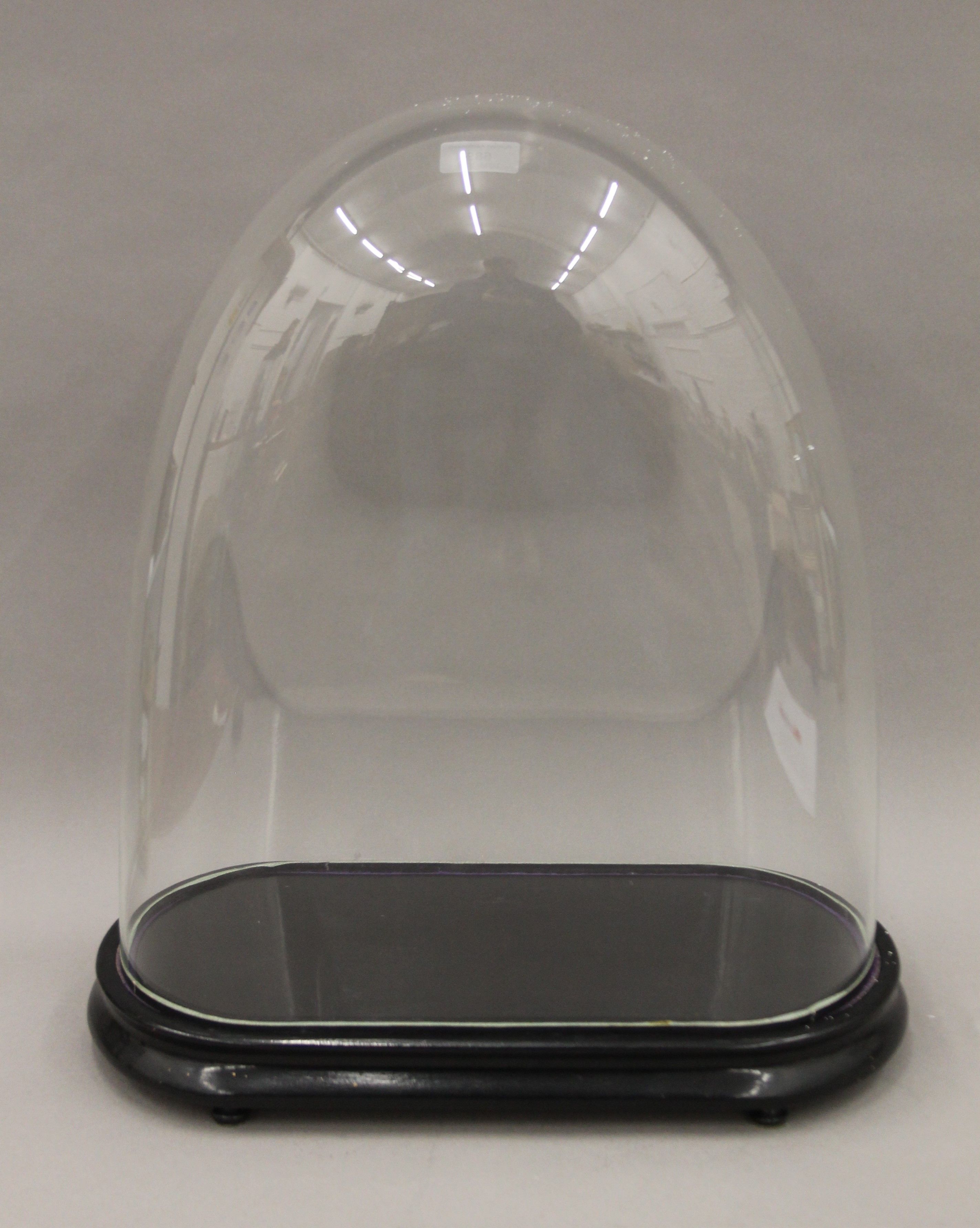 A 19th century glass dome on an ebonised plinth. 49 cm high overall.