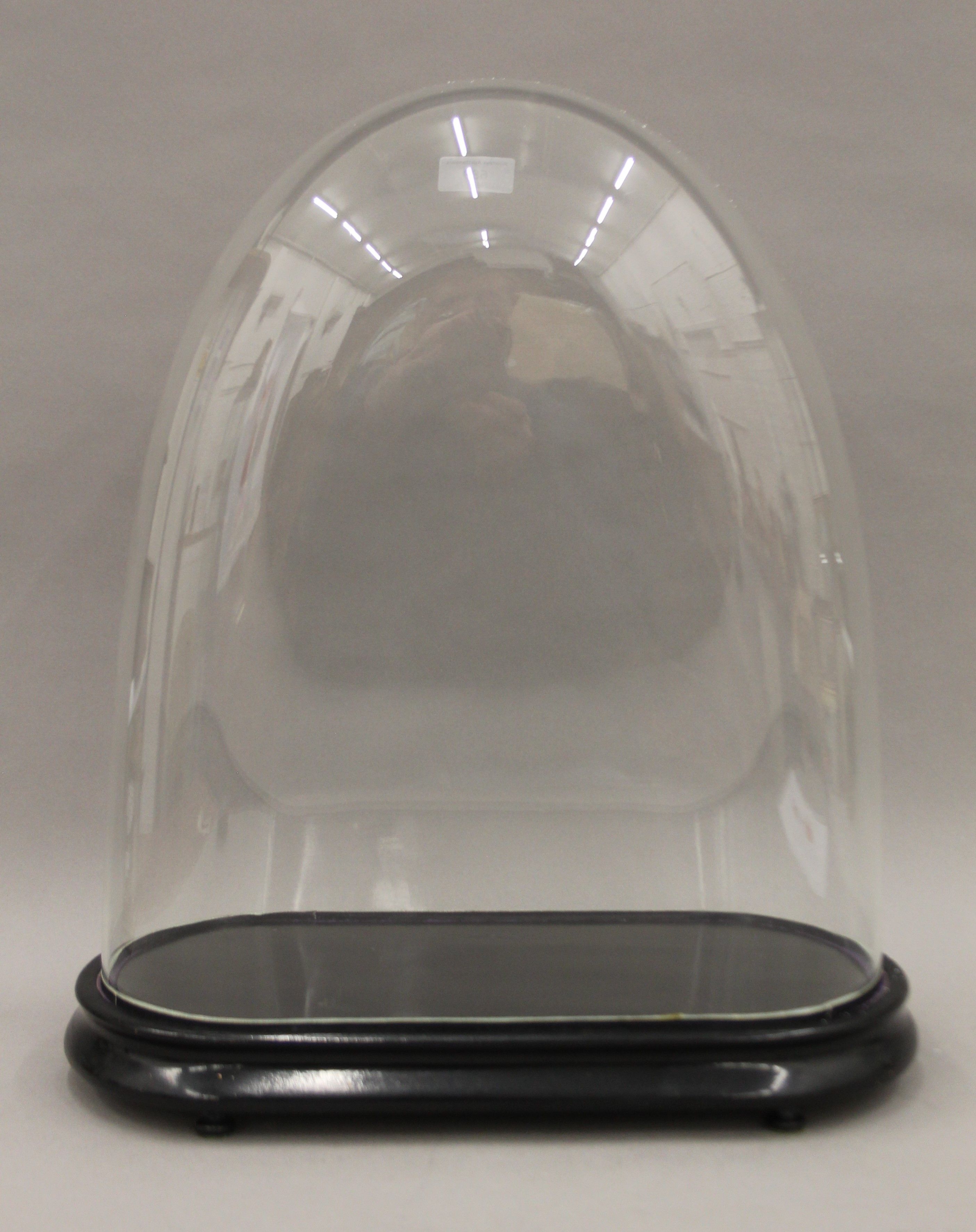 A 19th century glass dome on an ebonised plinth. 49 cm high overall. - Image 2 of 3