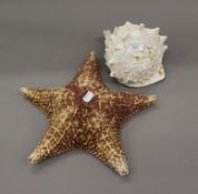 A large preserved star fish and a conch shell. The former 33 cm wide.