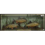 A case containing three taxidermy fish, set in a naturalistic setting, by Peter Spicer. 101 cm long.