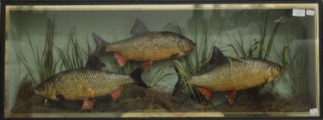 A case containing three taxidermy fish, set in a naturalistic setting, by Peter Spicer. 101 cm long.