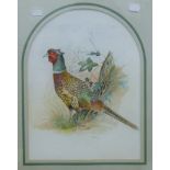 A ROBOTHAM, Pheasant, watercolour, signed, framed and glazed. 25.5 x 34.5 cm.