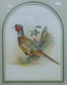 A ROBOTHAM, Pheasant, watercolour, signed, framed and glazed. 25.5 x 34.5 cm.