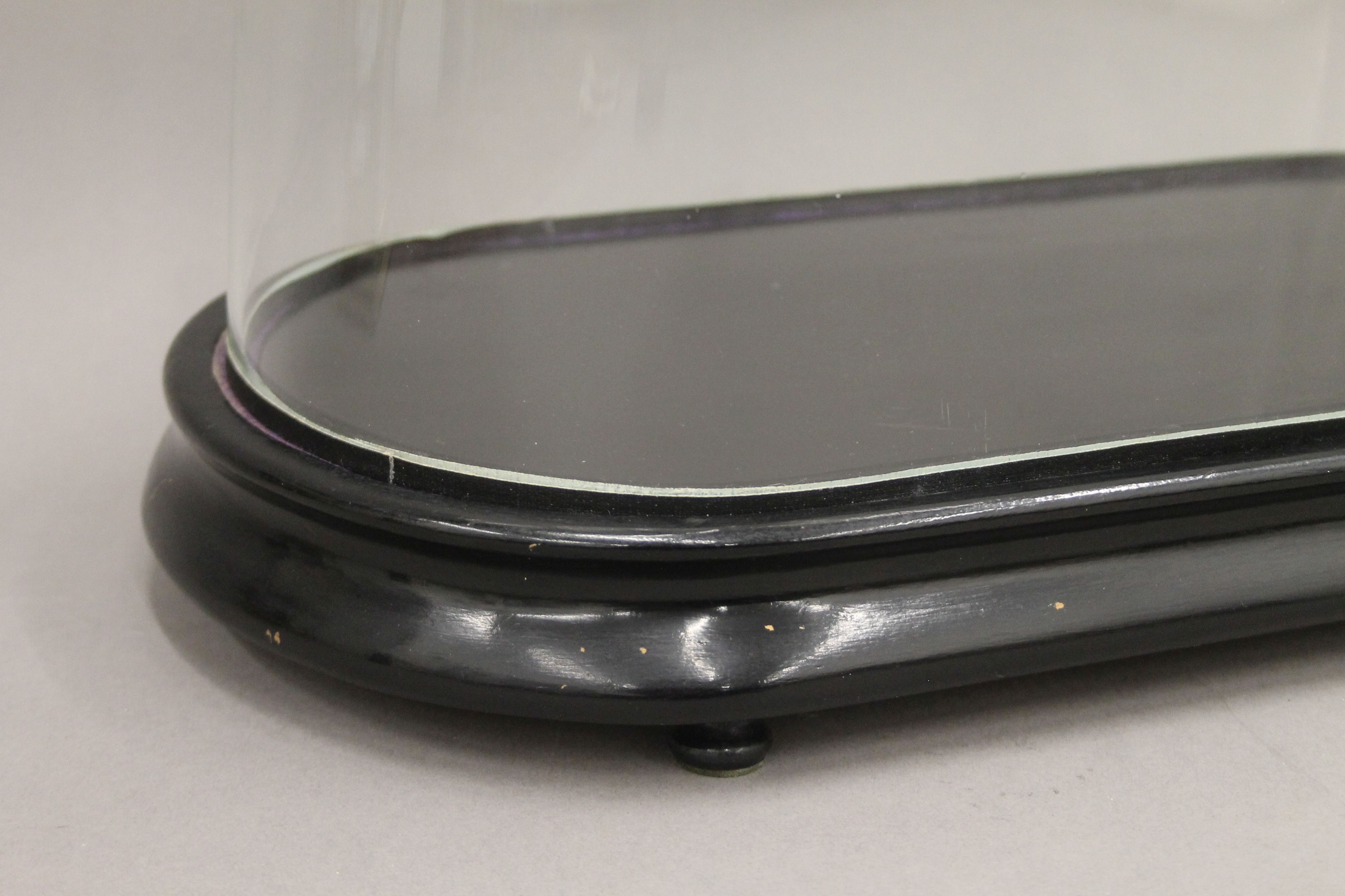 A 19th century glass dome on an ebonised plinth. 49 cm high overall. - Image 3 of 3