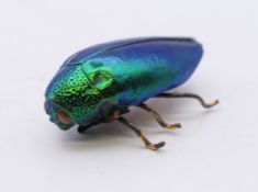 An early 20th century natural beetle form brooch. 3.5 cm long.