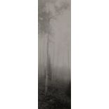 Selenium toned silver print Aspen Diptych, New Mexico (left panel) by David Gibson, 1999,