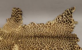 An antique cheetah skin. Approximately 120 cm long.