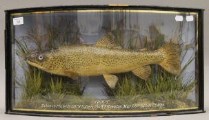 A taxidermy specimen of a trout, housed in a bow front case. 61 cm wide.