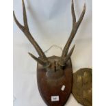 Wall mounted brass and copper gong, with red deer antlers on wooden plaque