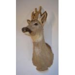 Taxidermy wall hanging young Roe Deer head, approx D31cm approx H60cm