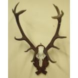 Composition deer skull and horns on mounted shaped wood board, H approximately 112cm