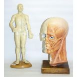 Vinyl male acupuncture model with stand, H50cm, and a ceramic anatomical sculpture of a human head