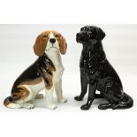 Large Beswick fire side model of a seated black Labrador, No. 2314, a similar model of a Beagle No.