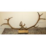 Set of large Deer antlers, on oak wall mount, W230cm H80cm