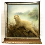 Taxidermy - an otter on naturalistic base with painted backdrop, in perspex and class case with