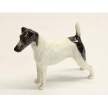 Beswick Smooth Haired Terrier Ch. Endon Blackrod model 964