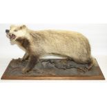 Taxidermy - a snarling Badger on naturalistic base, W81cm D33cm H43cm
