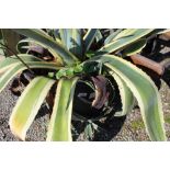 Large Aloe Vera plant (in plastic pot)