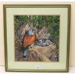 Derek Braithwaite (British C20th); Kestrel with chicks in a nest, watercolour heightened with white,