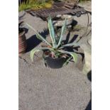 Large Aloe Vera plant (in plastic pot)