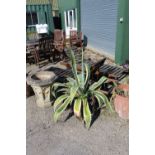 Large Aloe Vera plant (in plastic pot)