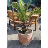 Large terracotta planter with ribbed design W44cm, H50cm, containing a phoen plant
