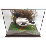 Cased taxidermy of a duck, W51cm D40.6cm H42.7cm