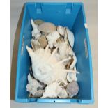 Collection of exotic seashells (1 box)