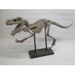 Simon Gregson Collection - Modern skeletal model of a Velociraptor