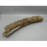 Simon Gregson Collection - Fossilized Mammoth Tusk, L44cm (a/f)