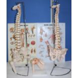 Medical teaching aids, comprising two spine and pelvis anatomical models on metal stands H92cm,