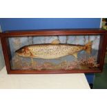 Taxidermy study of fresh water salmon amongst foliage in mounted glazed mahogany frame 37cm x